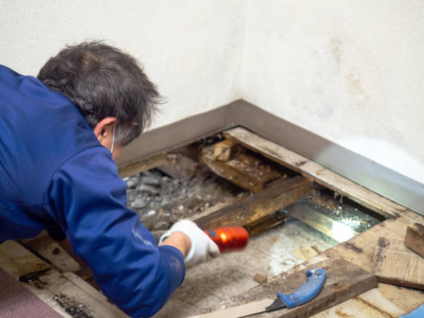 Best Post-Flood Mold Remediation in Marist College, NY