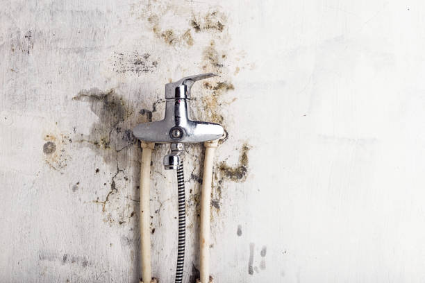 Best Kitchen Mold Remediation in Marist College, NY