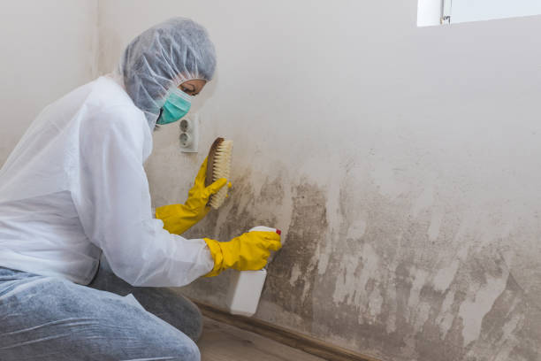 Best Crawl Space Mold Remediation in Marist College, NY