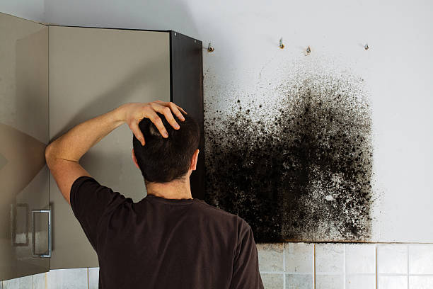Best Basement Mold Remediation in Marist College, NY